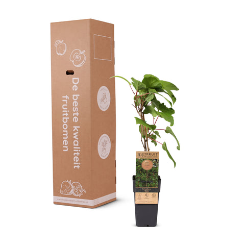 Kiwiplant, Actinidia arguta ‘Weikii’