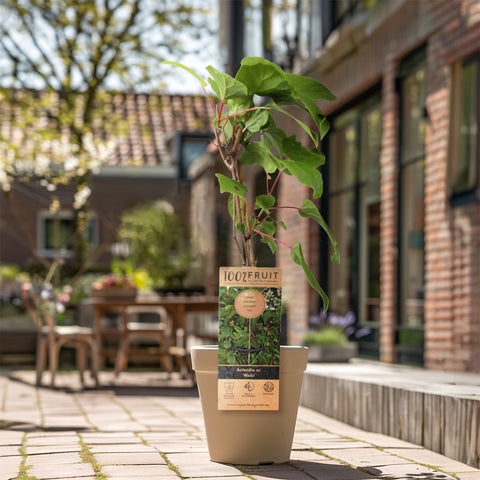 Kiwiplant, Actinidia arguta ‘Weikii’