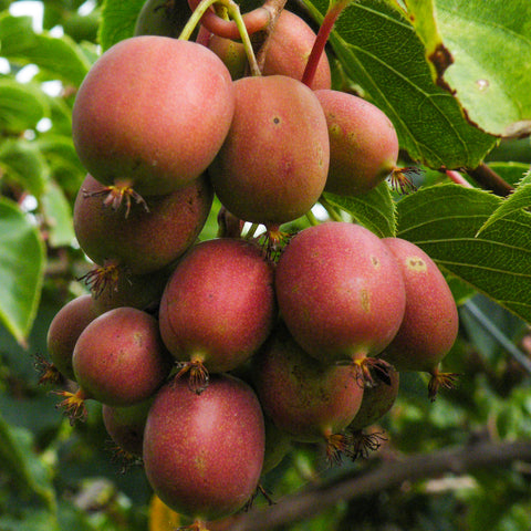 Kiwiplant, Actinidia arguta ‘Ken’s Red’