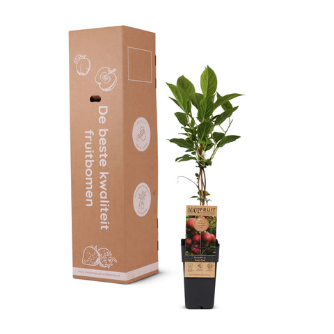Kiwiplant, Actinidia arguta ‘Ken’s Red’