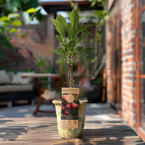 Kiwiplant, Actinidia arguta ‘Ken’s Red’