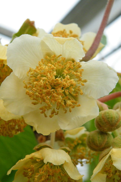 Kiwiplant, Actinidia deliciosa ‘Atlas’