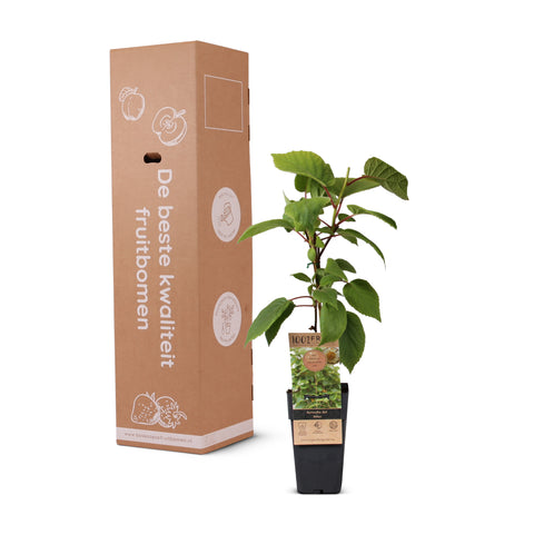 Kiwiplant, Actinidia deliciosa ‘Atlas’