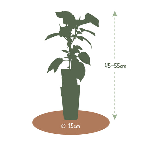 Kiwiplant, Actinidia deliciosa ‘Atlas’