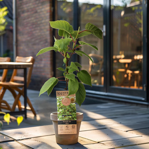 Kiwiplant, Actinidia deliciosa ‘Atlas’