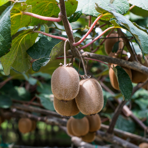 Kiwiplant, Actinidia deliciosa ‘Hayward’