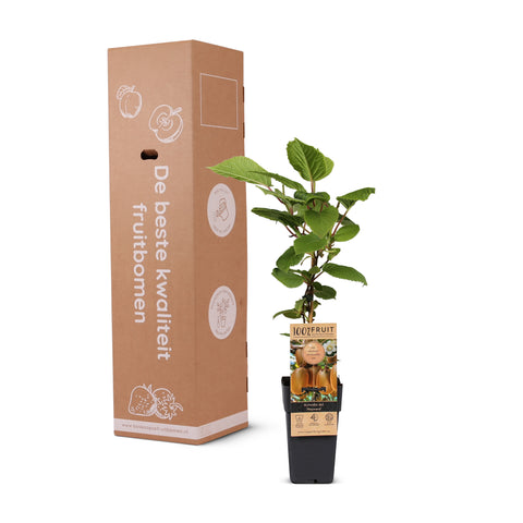 Kiwiplant, Actinidia deliciosa ‘Hayward’