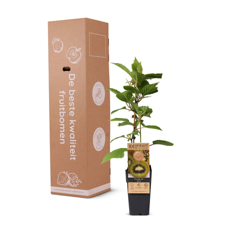 Kiwiplant, Actinidia deliciosa ‘Jenny’