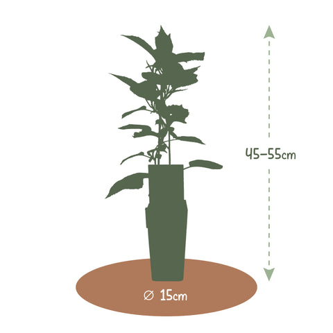 Kiwi fruitplanten mix