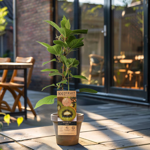 Kiwiplant, Actinidia deliciosa ‘Jenny’