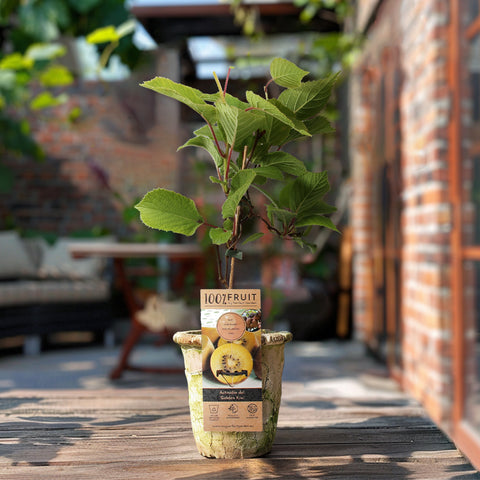 Kiwiplant, Actinidia deliciosa ‘Golden Kiwi’