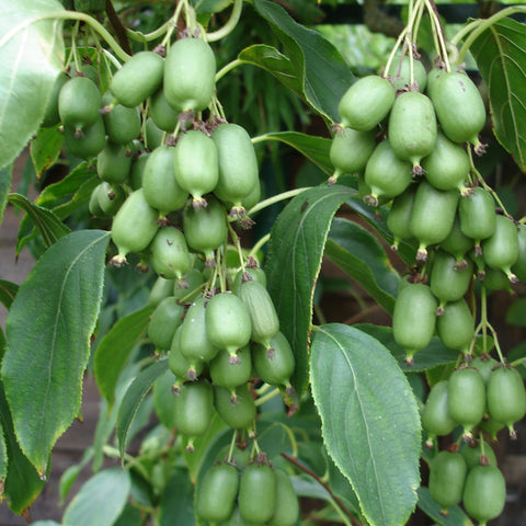 Kiwiplant, Actinidia arguta ‘Issai’