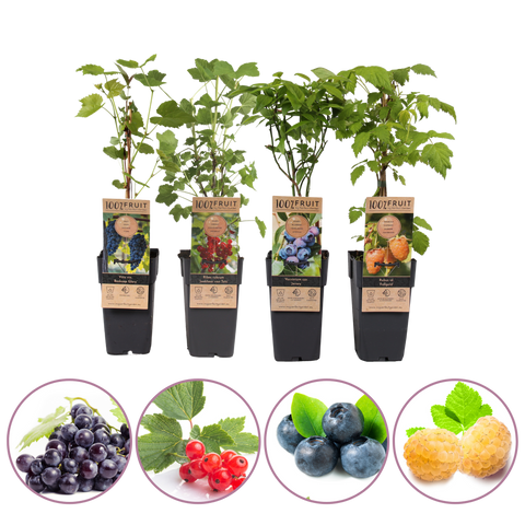 Kleinfruit planten mix