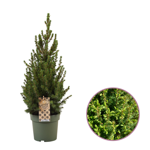Mini kerstboom, Picea glauca Conica