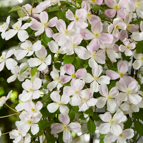 Clematis montana ‘Fenne’