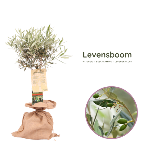Levensboom, olijfboom