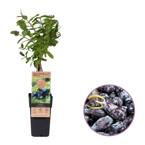 Blauwe honingbessenplant, Lonicera ‘Kamtschatica’