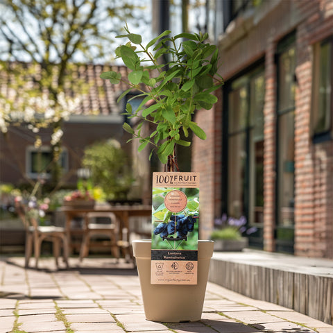 Blauwe honingbessenplant, Lonicera ‘Kamtschatica’