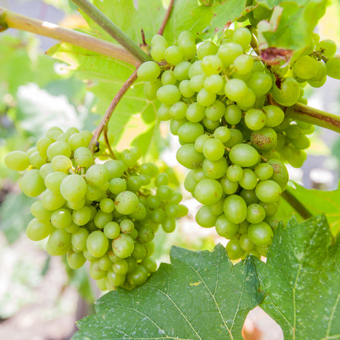 Luxe fruitplanten mix
