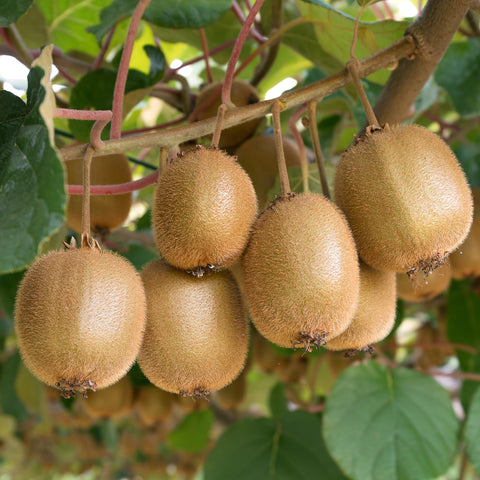 Luxe fruitplanten mix