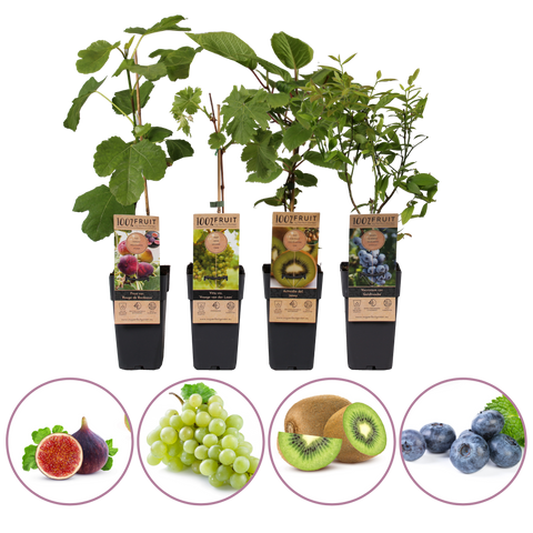 Luxe fruitplanten mix
