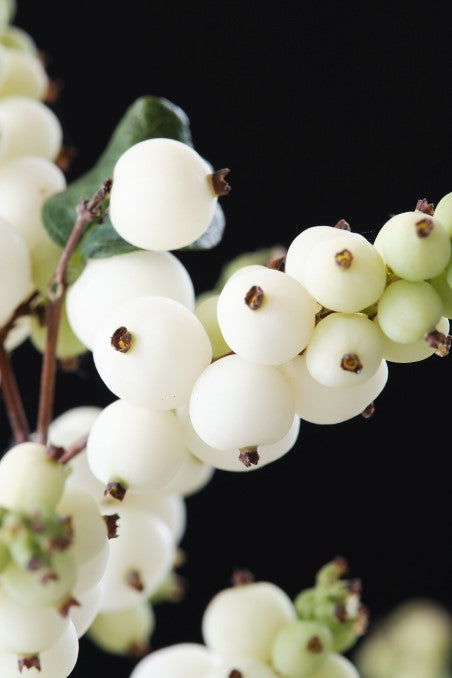 Symphoricarpos ‘Magical Galaxy’