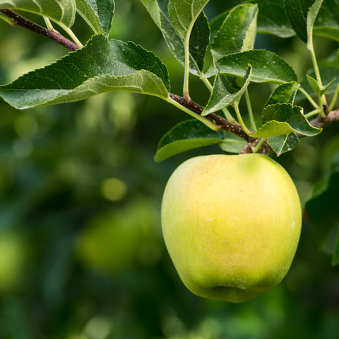 Appelboom, Malus domestica ‘Gold Sensation’