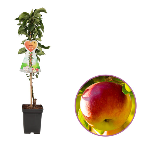 Appelboom, Malus domestica ‘Red Sensation’