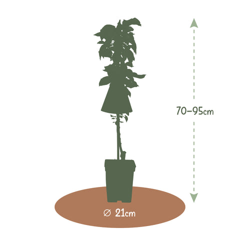 Appelboom, Malus domestica ‘Red Sensation’