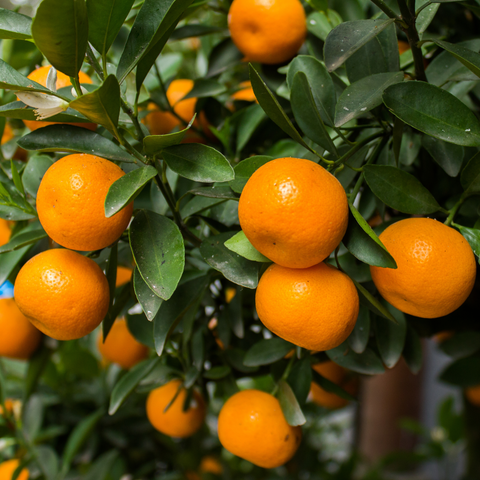 Mandarijnboom, Citrus Calamondin