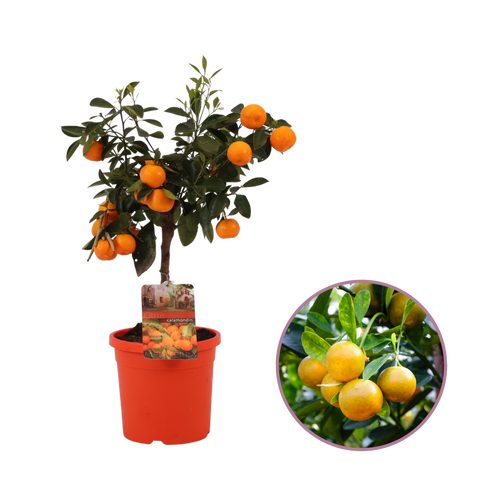 Mandarijnboom, Citrus Calamondin