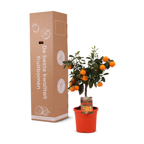 Mandarijnboom, Citrus Calamondin