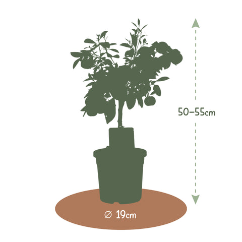 Mandarijnboom, Citrus Calamondin