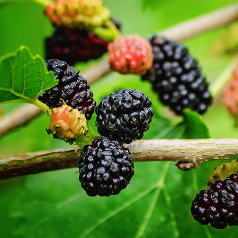 Moerbeiplant, Morus rotundiloba BonBonBerry® ‘Mojo Berry’ - (45 - 55 cm)