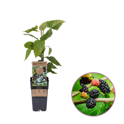 Moerbeiplant, Morus rotundiloba BonBonBerry® ‘Mojo Berry’ - (45 - 55 cm)