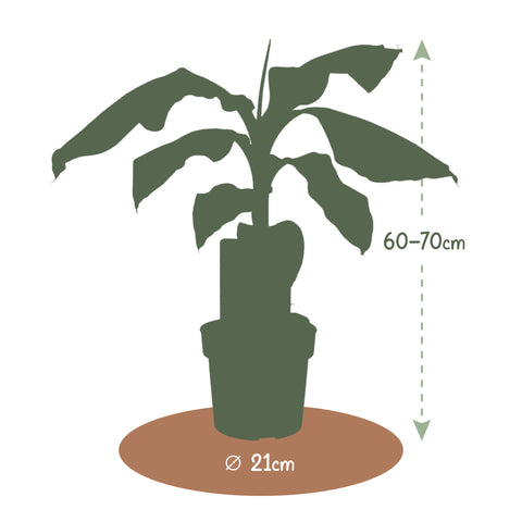 Bananenboom, Musa Ever Red