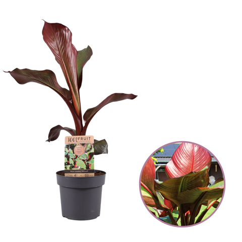 Bananenboom, Musa Maurelli