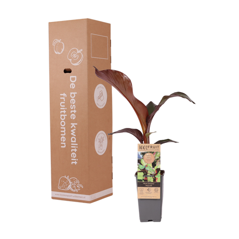 Bananenplant, Musa Maurelli