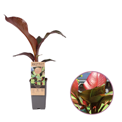Bananenplant, Musa Maurelli
