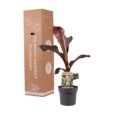 Bananenboom, Musa Maurelli