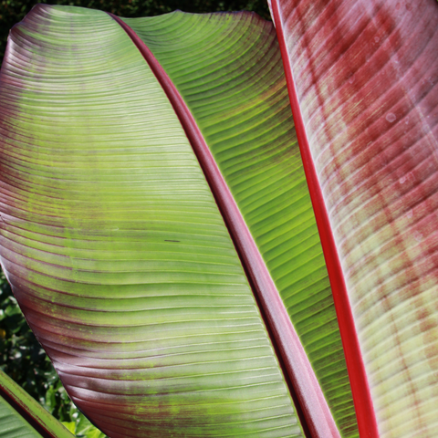 Bananenplant, Musa Maurelli