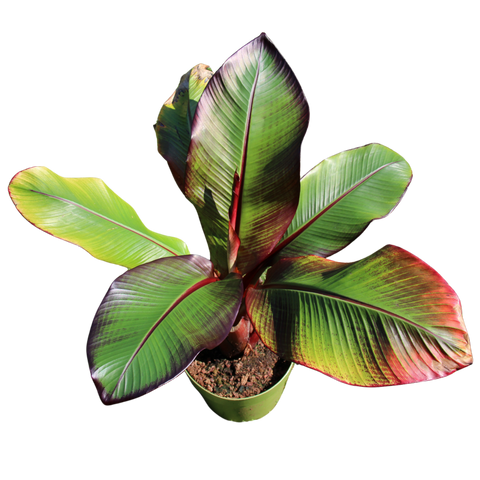 Bananenboom, Musa Maurelli