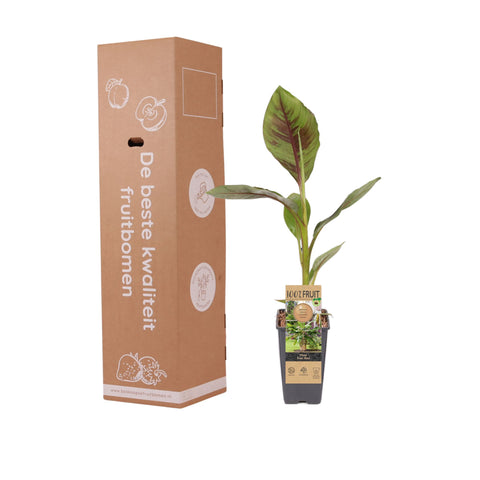 Bananenplant, Musa Ever Red