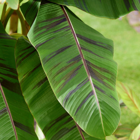 Bananenplant, Musa Ever Red