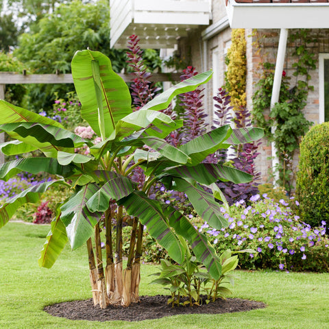 Bananenplant, Musa Ever Red