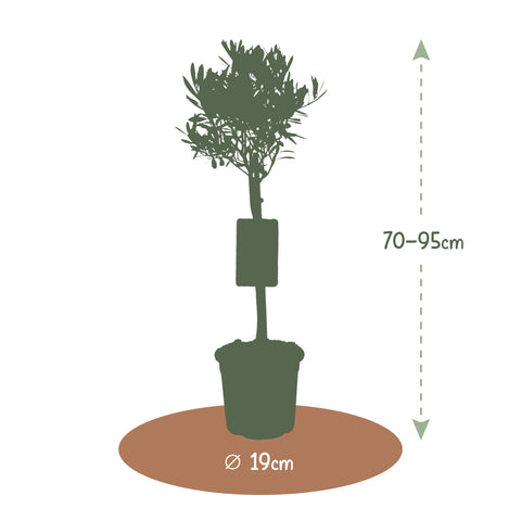 Olijfboom, Olea Europaea