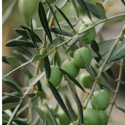 Olijfboom, Olea Europaea