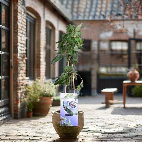 Passiebloem, Passiflora caerulea