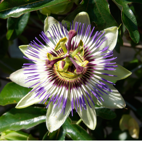 Passiebloem, Passiflora caerulea
