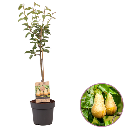 Perenboom, Pyrus communis ‘Conference’